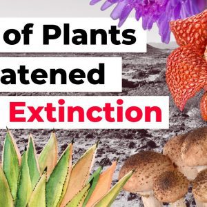 40% of Plants Threatened with Extinction
