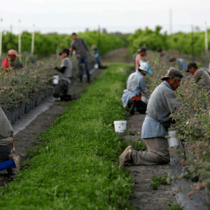 ‘Invisible Workforce’: The Exploitation of the Farmworkers that Feed America