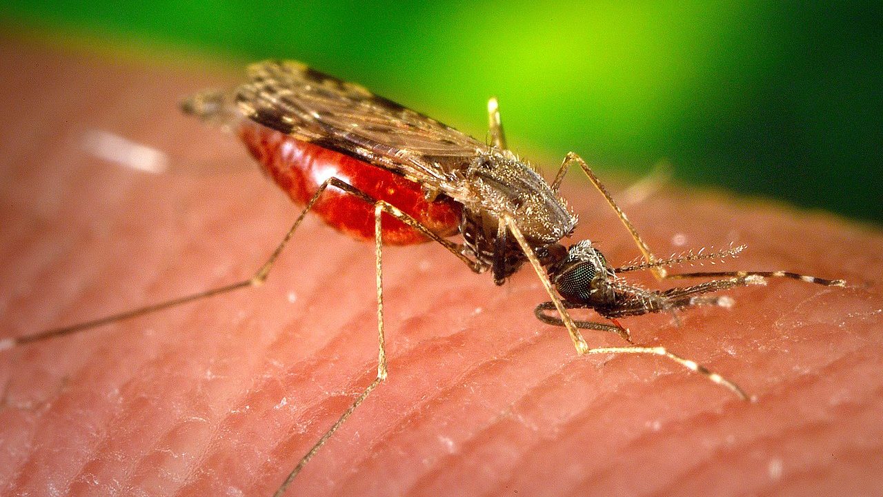 Presence of dengue in Europe raises public health concerns