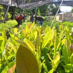 Fighting hunger in Haiti- Agroecological center trains farmers to produce food (1)