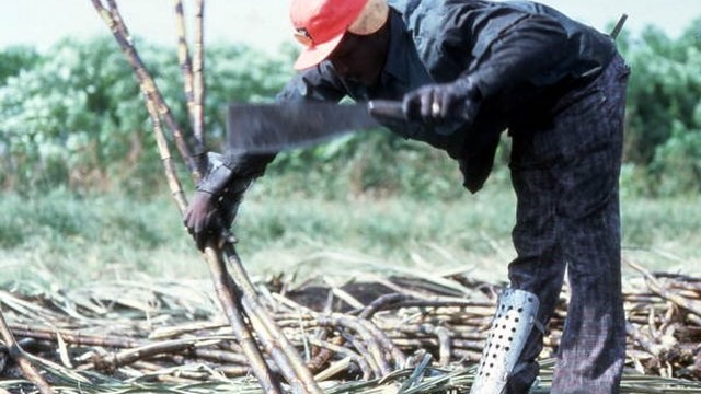 Haitian and Mexican farmworkers in Immokalee: A story of Black history and labor solidarity