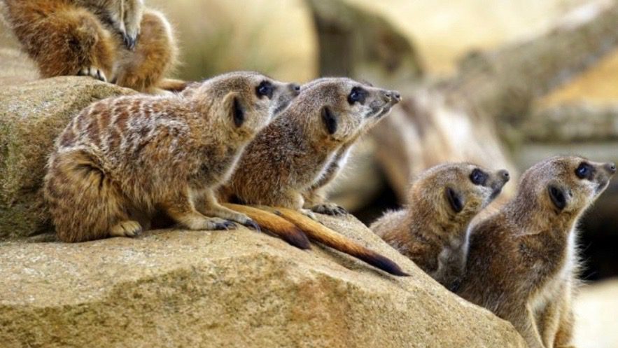 Mammal extinction in Australia