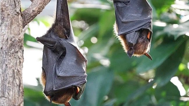 Bat viruses