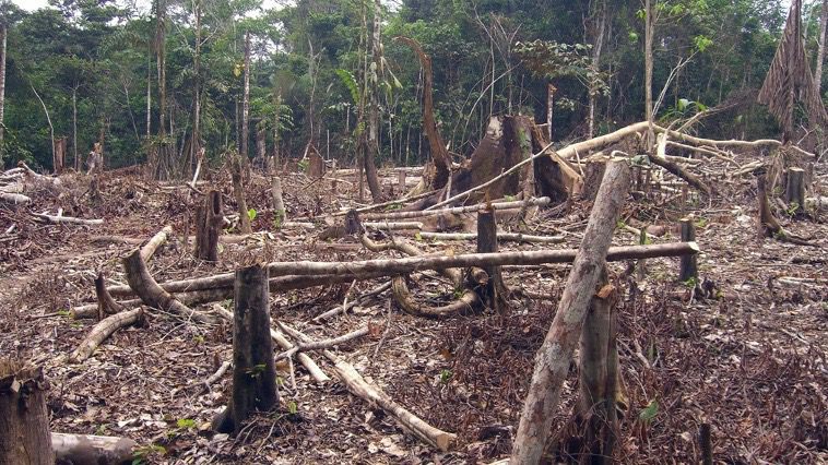 Amazon rainforest