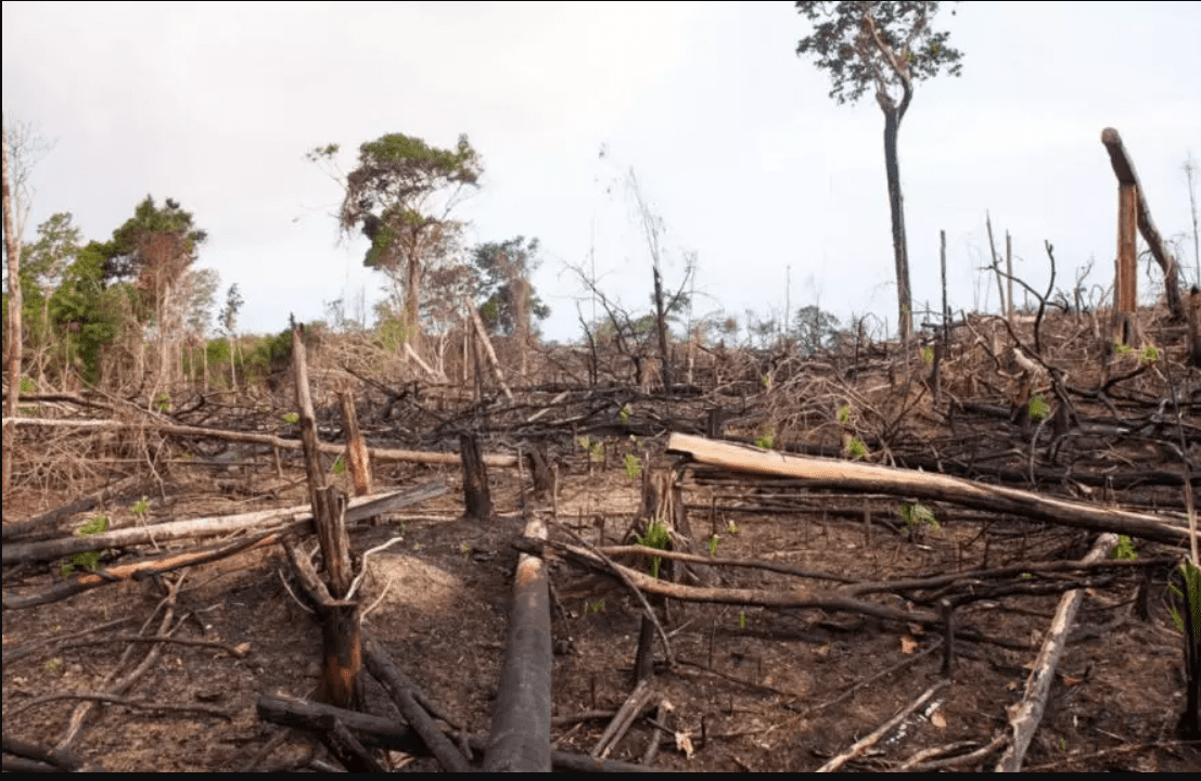 Disease outbreaks increase with deforestation, new study finds