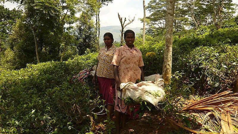 Sri Lanka tea farm