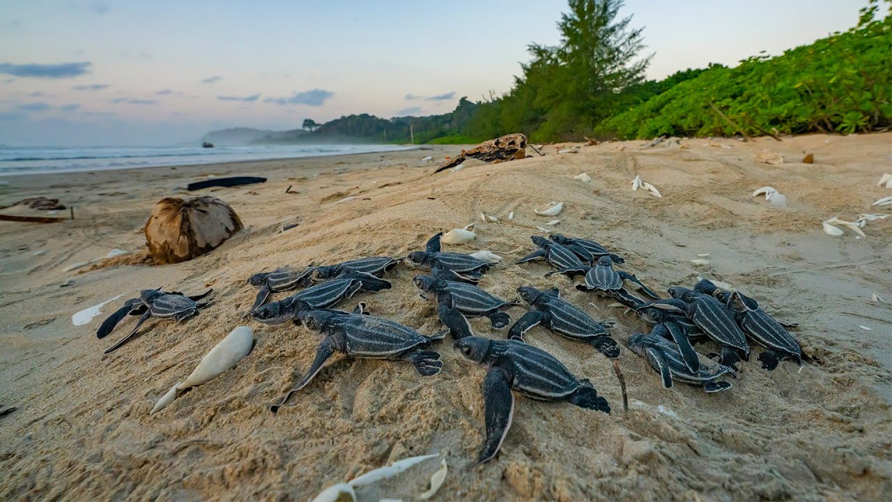 Activists call megaproject on India’s Great Nicobar island “ecocide”