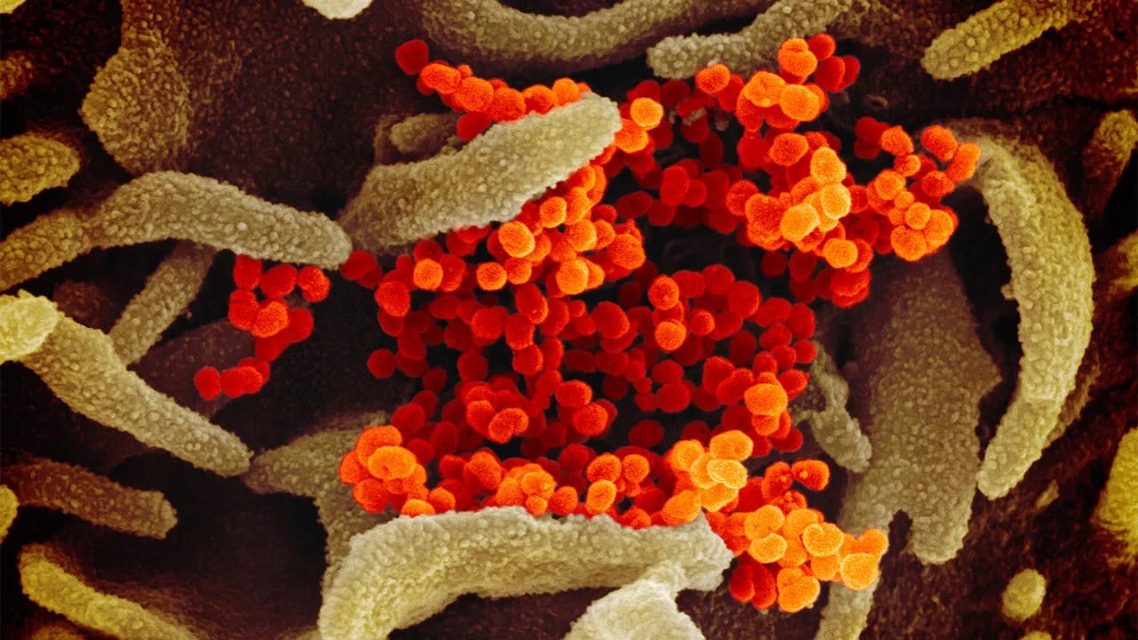 Corona virus
