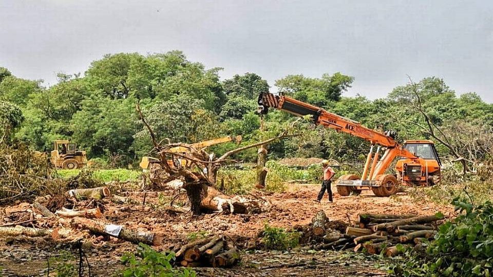 Environmentalists fighting against felling of forest win reprieve in India’s Mumbai