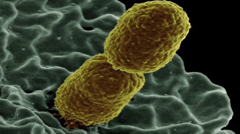 Bacteria