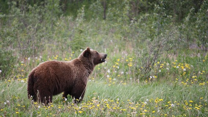 How landscapes shape species: Grizzly bears’ DNA aligns with indigenous language families