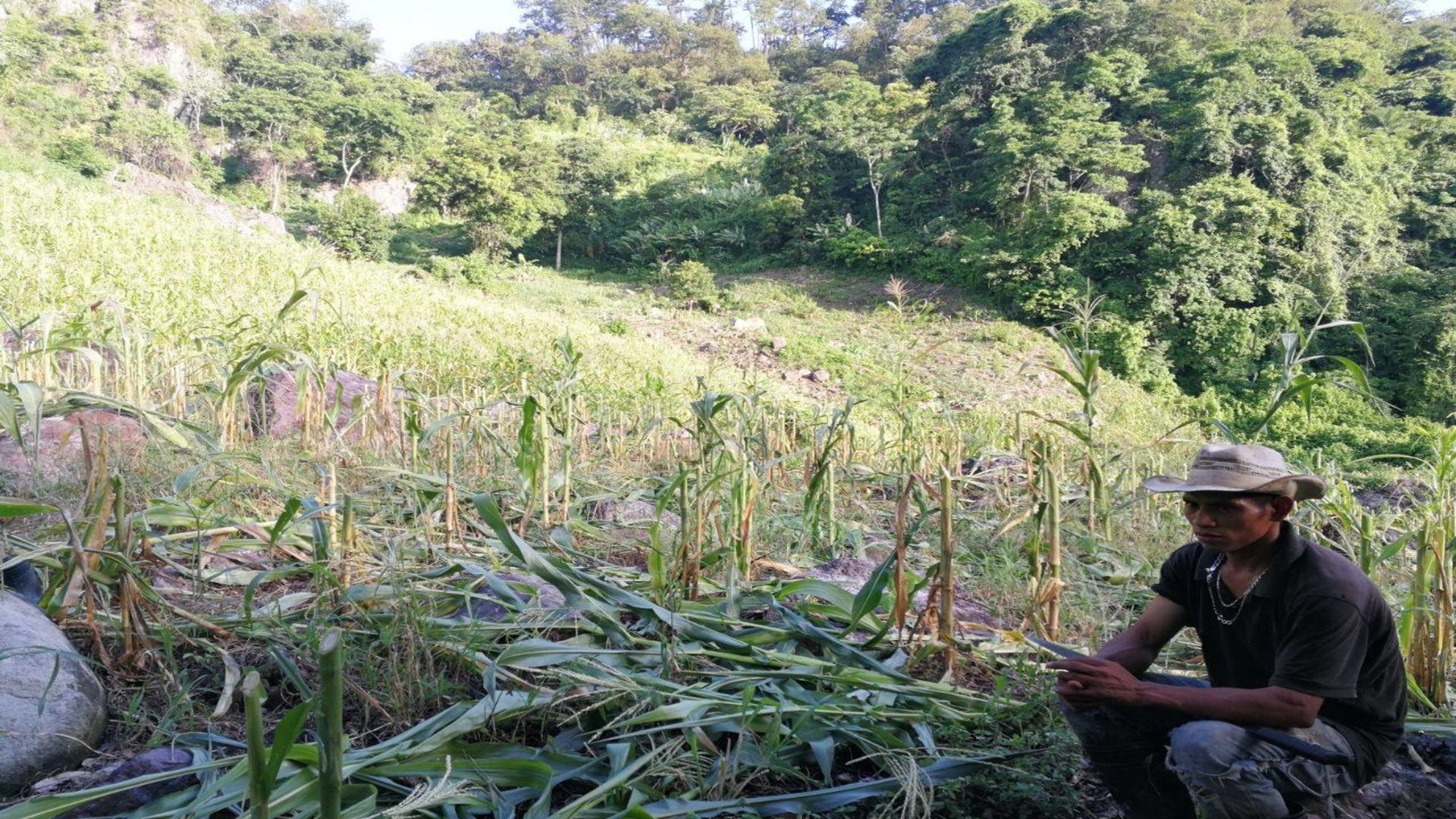 Who would destroy a community’s food crops?