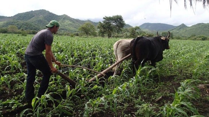 Hunger and food production in Nicaragua: how do we feed the people?