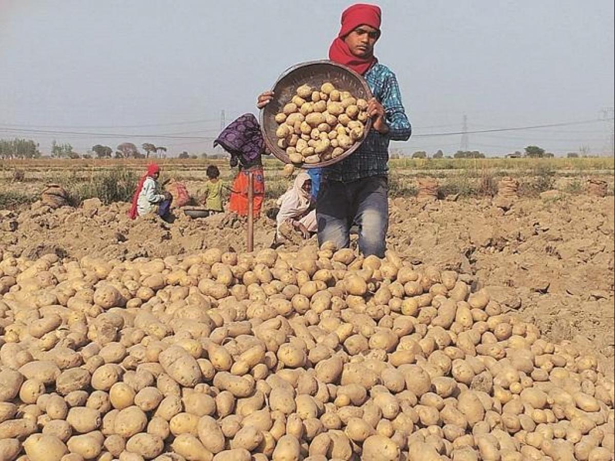 potato farmers