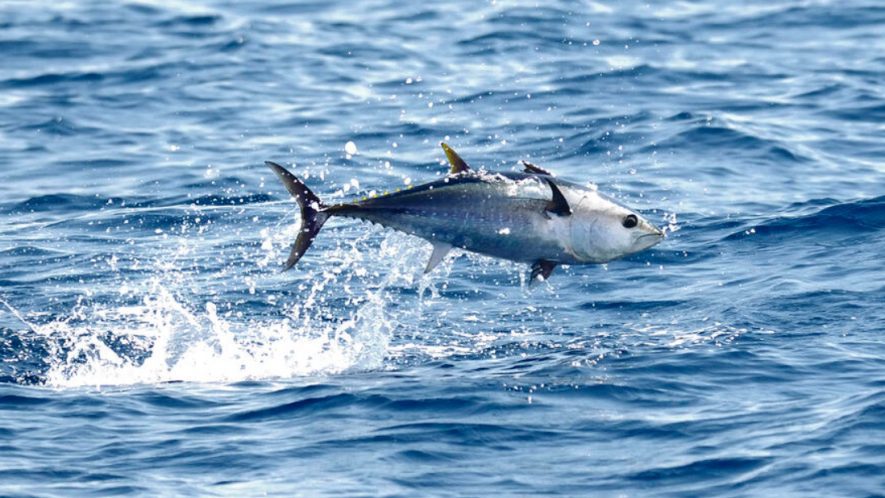 Conservation strategies save some Tuna species from extinction